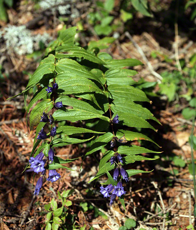 (Gentiana asclepiadea)