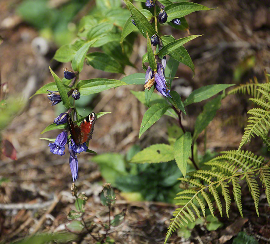 Schwalbenwurz-Enzian (Gentiana asclepiadea) und Tagpfauenauge (Aglais io)