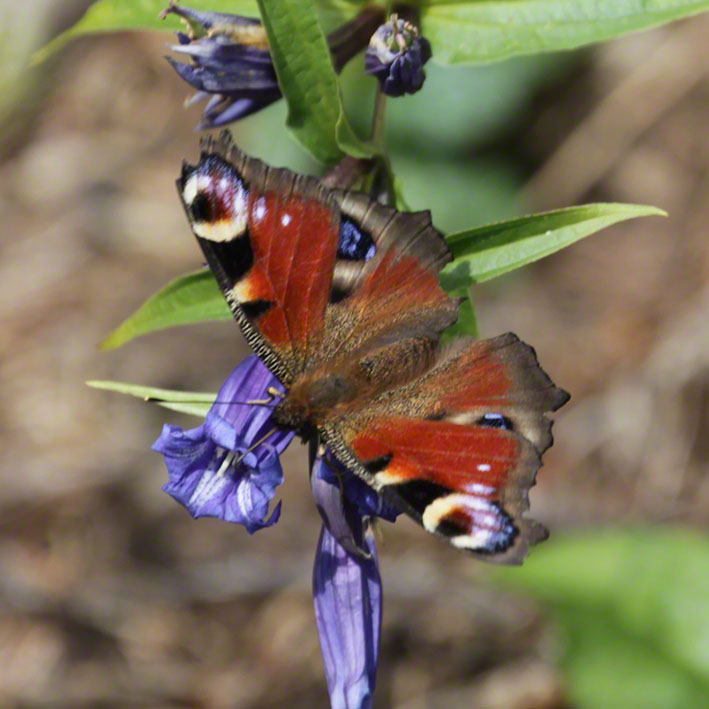 Schwalbenwurz-Enzian (Gentiana asclepiadea) und Tagpfauenauge (Aglais io)