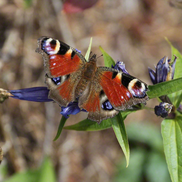 Schwalbenwurz-Enzian (Gentiana asclepiadea) und Tagpfauenauge (Aglais io)