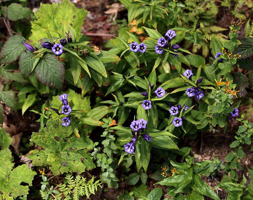 Schwalbenwurz-Enzian (Gentiana asclepiadea)