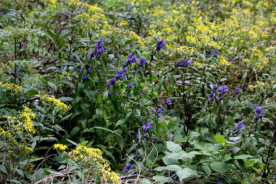 Schwalbenwurz-Enzian (Gentiana asclepiadea)