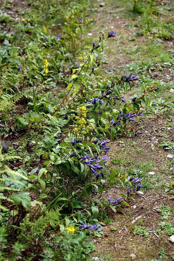 Schwalbenwurz-Enzian (Gentiana asclepiadea)