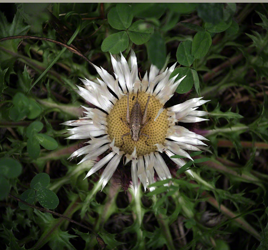 Silberdistel mit Heuschreck