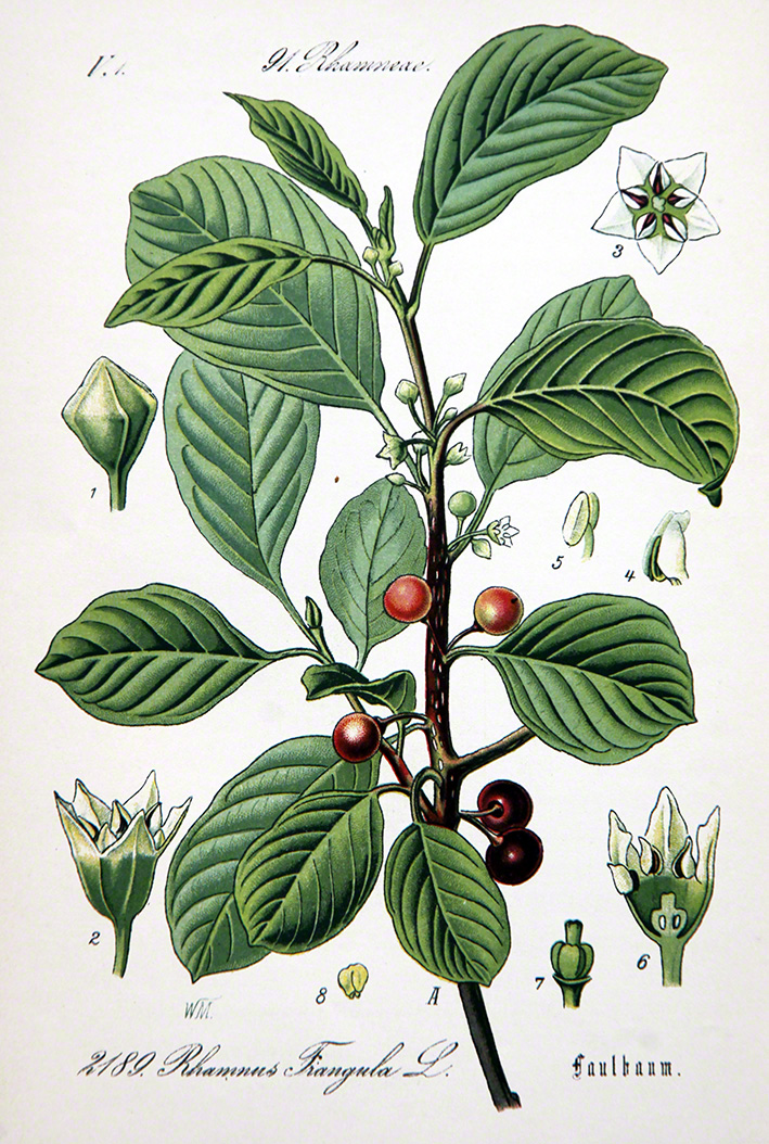 Kaisermantel - Argynnis paphia