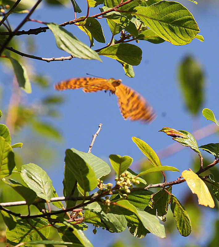 Kaisermantel - Argynnis paphia