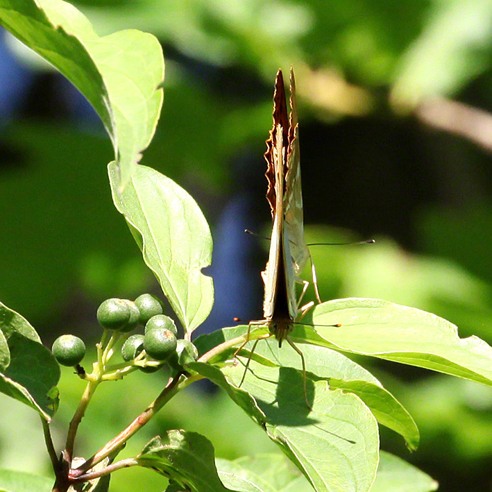 Kaisermantel - Argynnis paphia