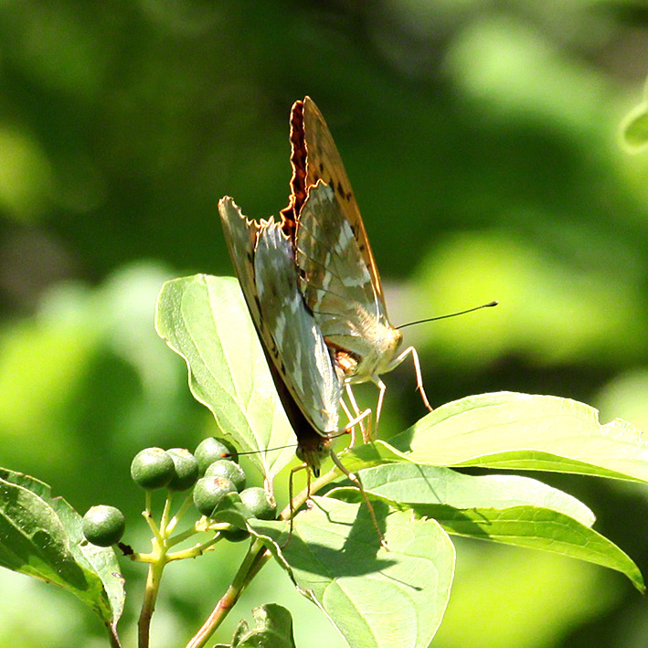 Kaisermantel - Argynnis paphia