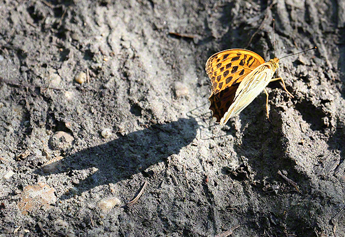 Kaisermantel - Argynnis paphia