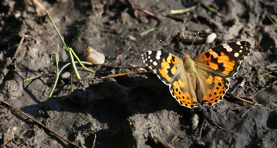 Distelfalter (Vanessa cardui)