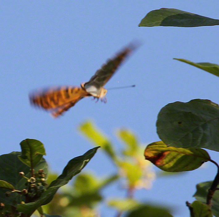 Kaisermantel - Argynnis paphia