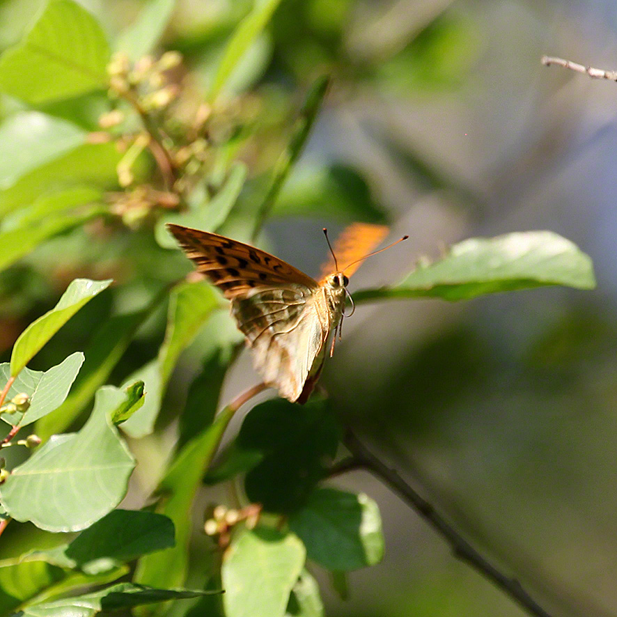 Kaisermantel - Argynnis paphia