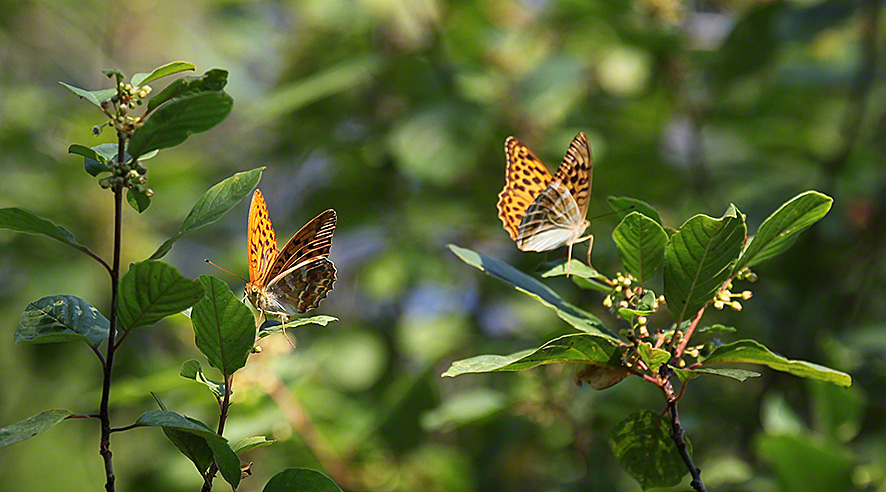 Kaisermantel - Argynnis paphia