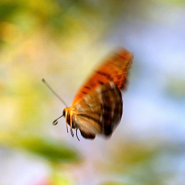 Kaisermantel - Argynnis paphia