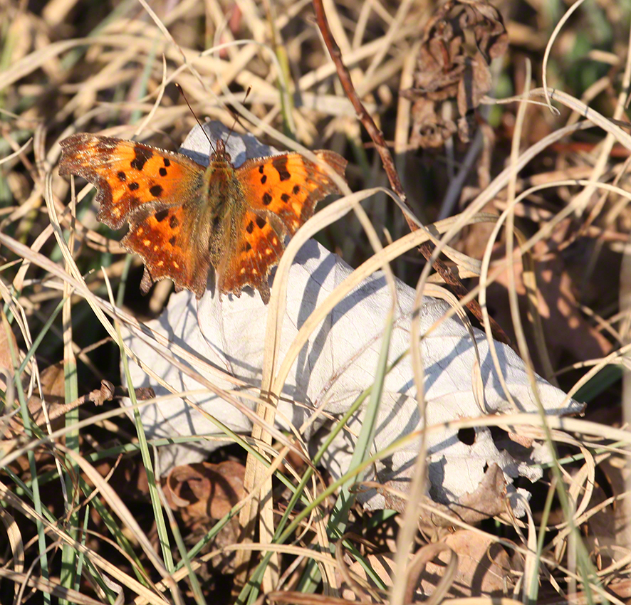 C-Falter (Polygonia c-album)