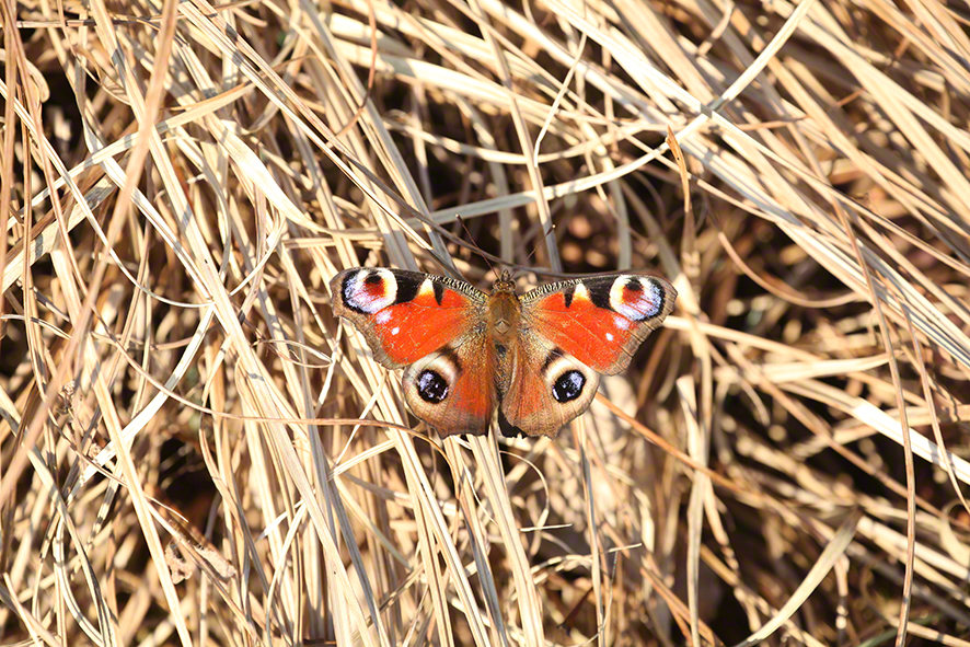 Tagpfauenauge (Aglais io)