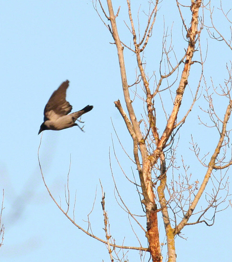 Nebelkrähe (Corvus cornix)