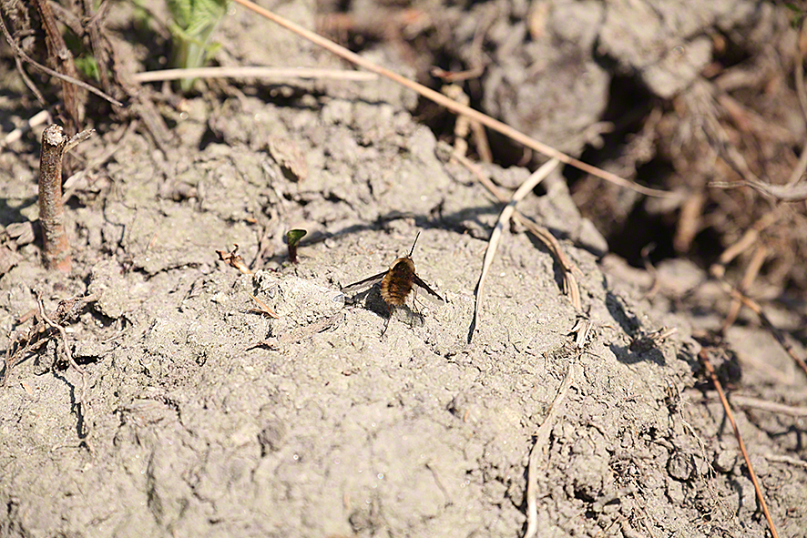 Großer Wollschweber- Bombylius major