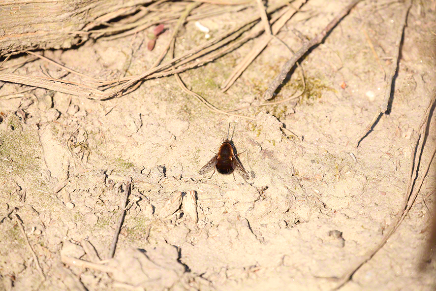 Gefleckter Wollschweber- Bombylius discolor