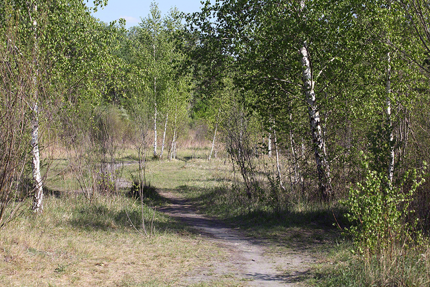 Lobau Birken