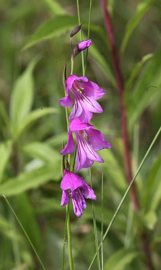Sumpf-Gladiole Gladiolus palustris