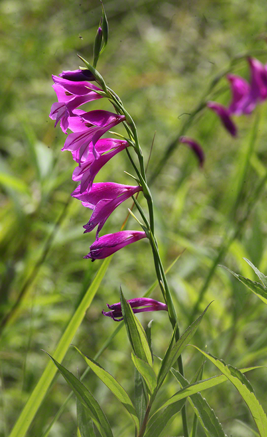 Sumpf-Gladiole Gladiolus palustris