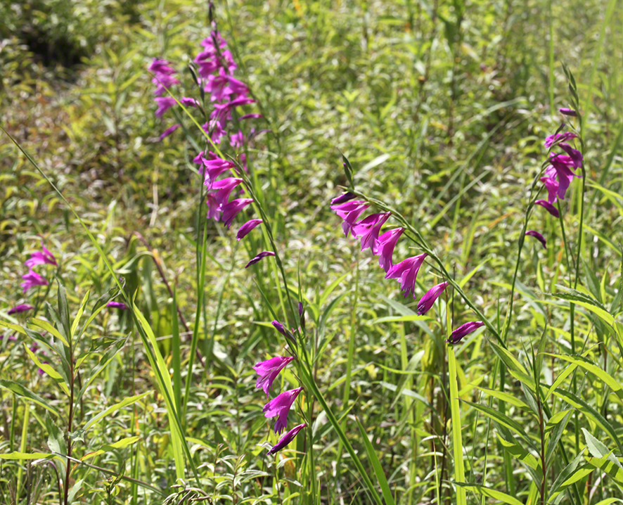 Sumpf-Gladiole Gladiolus palustris