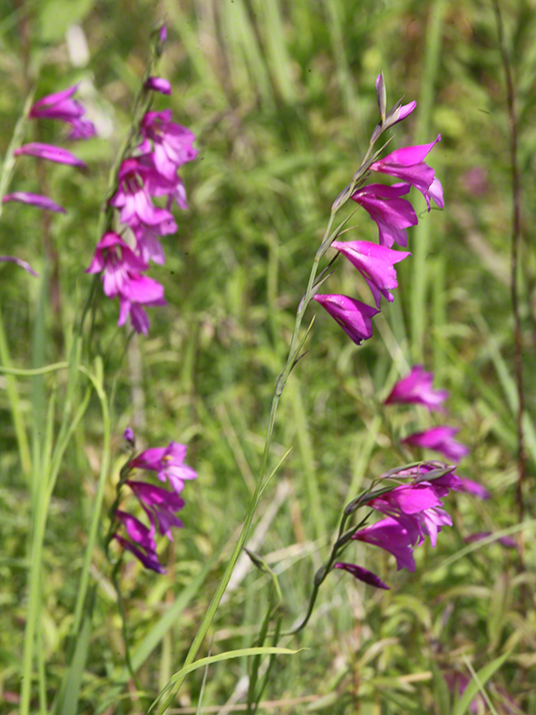 Sumpf-Gladiole Gladiolus palustris