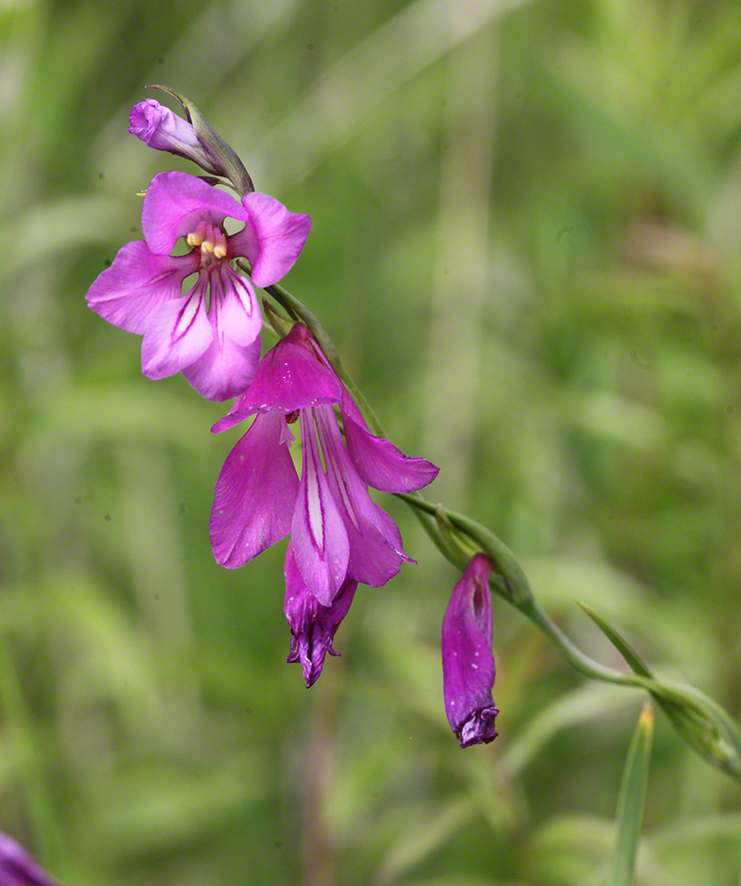 Sumpf-Gladiole Gladiolus palustris