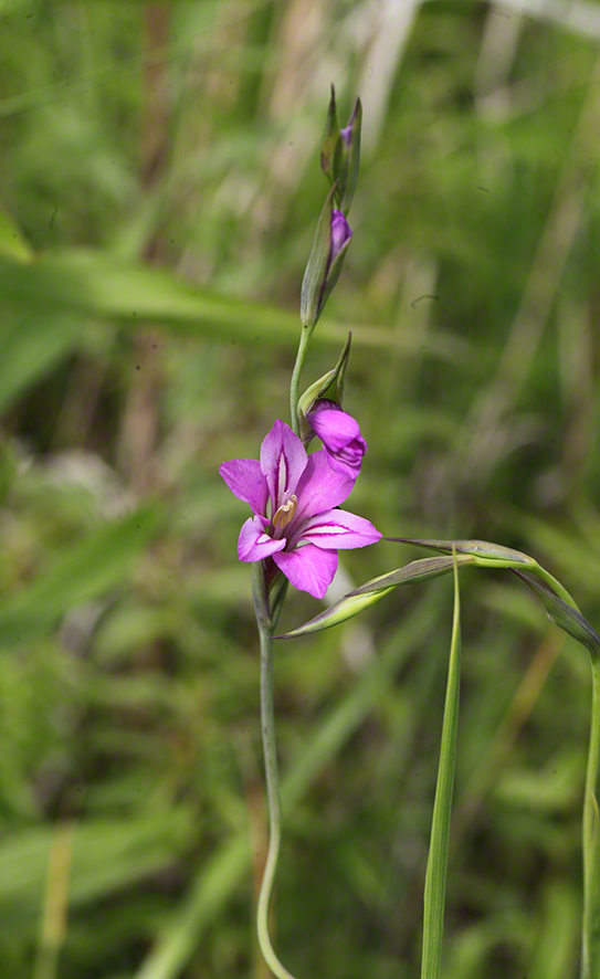Neuwirth-2020-04-28-Lobauwanderung