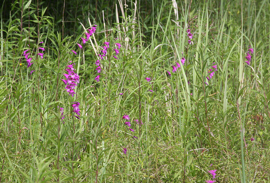Sumpf-Gladiole Gladiolus palustris