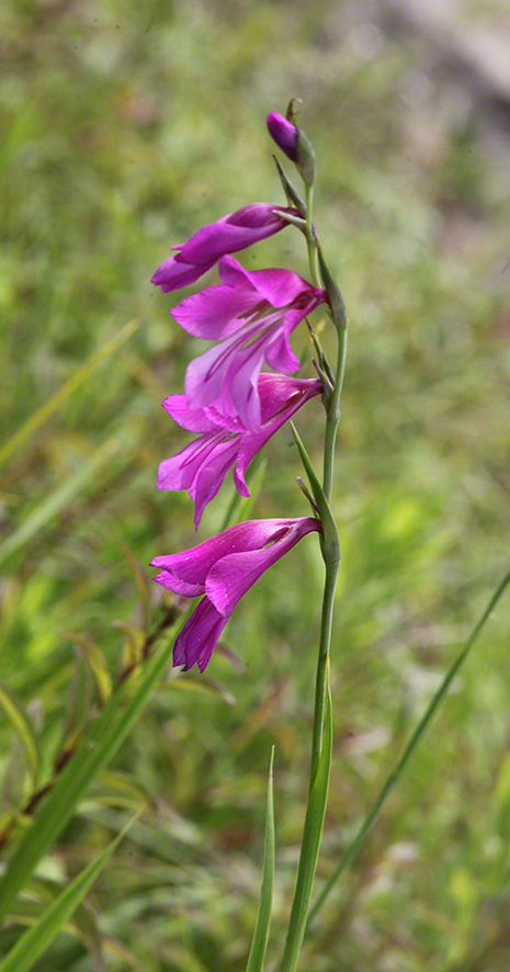 Sumpf-Gladiole Gladiolus palustris