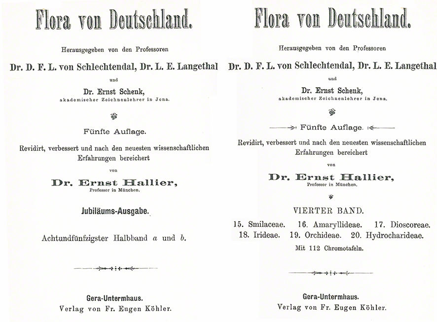 Schlechtendal Sumpf-Gladiole Gladiolus palustris