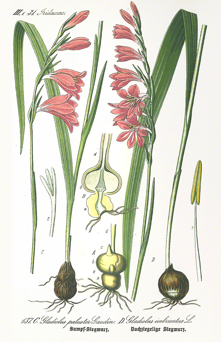 Thome Sumpf-Gladiole Gladiolus palustris